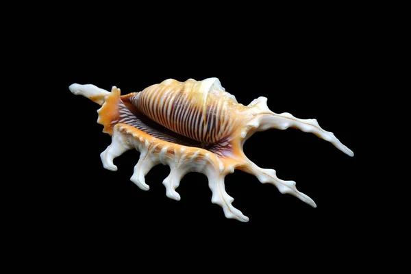 Seashell Lambis Scorpius Κοινή Ονομασία Scorpian Κοχύλι Scorpian Κοχύλι Αράχνη — Φωτογραφία Αρχείου