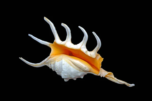 拉姆比斯鳄鱼海螺 Lambis Crocata 俗称橙色蜘蛛海螺 Orange Spider Conch 是一种落差海蜗牛 分布在印度洋 背景为黑色 — 图库照片