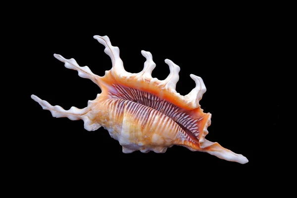 Seashell Lambis Scorpius Распространённое Название Ракушки Скорпиона Ракушки Скорпиона Является — стоковое фото