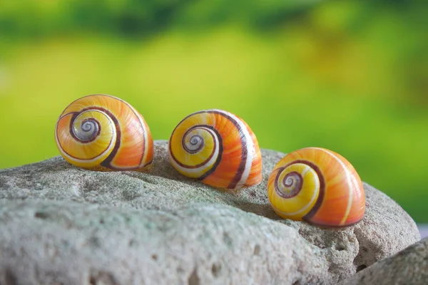 Kubanische Schnecken Polymita Picta Die Buntesten Und Schönsten Landschnecken Der — Stockfoto