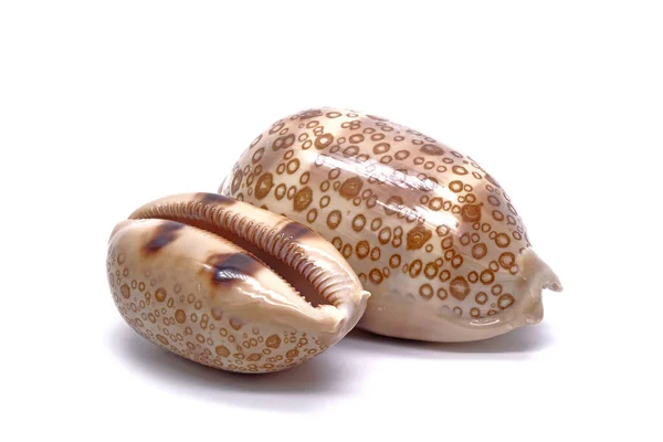 Eyed Cowrie Cryprae Argus Απομονωμένο Λευκό Φόντο Seashell Κελύφη Cowrie — Φωτογραφία Αρχείου