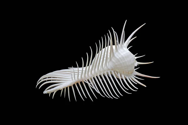 Muschel Venuskamm Murex Murex Pecten Eine Gattung Mittelgroßer Bis Großer — Stockfoto