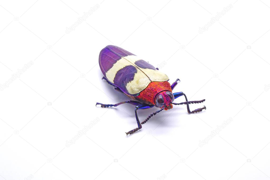 Beetles : Banded Jewel Beetle(Chrysochroa buqueti rugicollis) or Red speckled beetle, is a Southeast Asian species of beetle in Buprestidae family, one of world's most beautiful insect. Isolated on white background