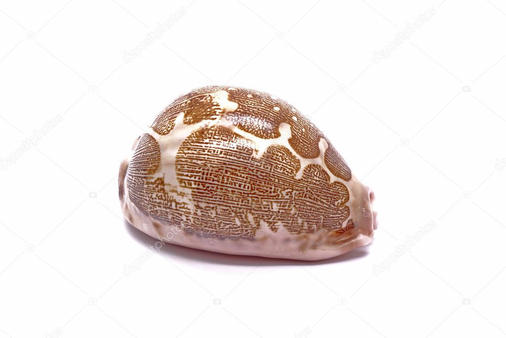 Seashell : Map cowrie (Cypraea mapp) isolated on white background. Cowrie shells
