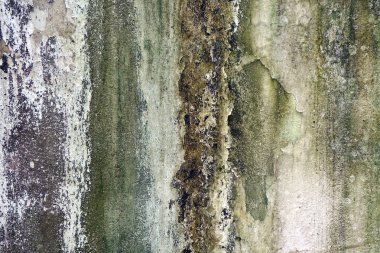 Yosun, küf ve liken arkaplan ve desenli eskimiş beton duvar..