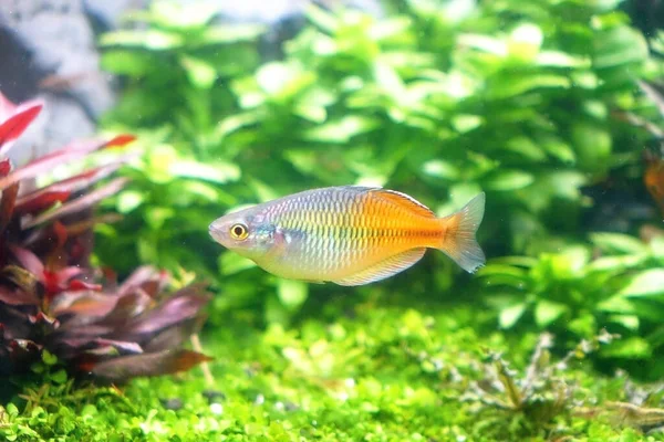 Akvarium Fisk Boesemani Regnbåge Fisk Selektivt Fokus — Stockfoto