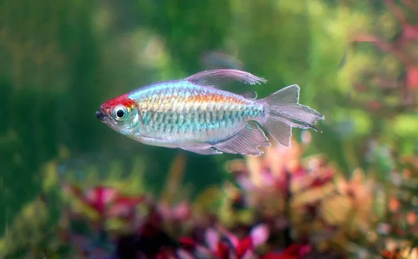 Tétra Congo Phenacogrammus Interruptus Est Une Espèce Poisson Famille Des — Photo