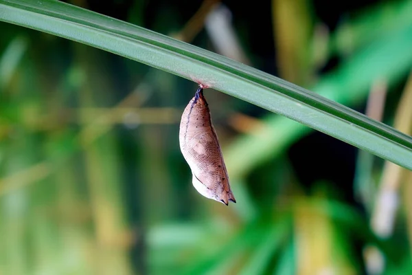 Butterfly pupa. Selective focus, blurred background with copy space