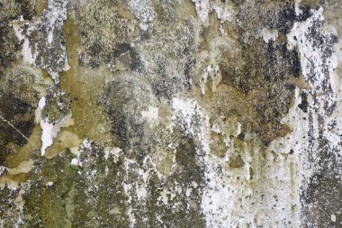 Yosun, küf ve liken arkaplan ve desenli eskimiş beton duvar..