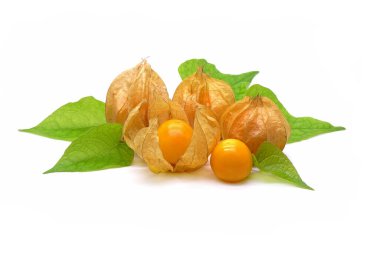 Yeşil yapraklı taze Gooseberry Burnu (Physalis Peruviana) beyaz arka planda izole edilmiştir..