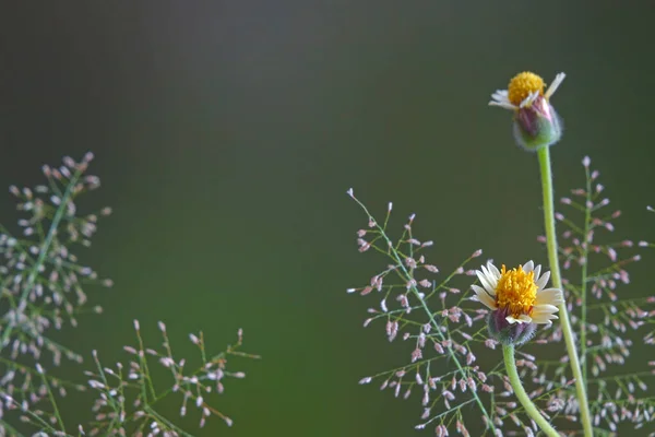 White Wild Flowers Blurred Natural Green Background Selective Focus Copy — Stock Photo, Image