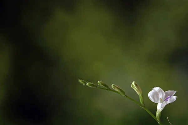 Bílé Divoké Květiny Rozmazaným Přírodním Zeleným Pozadím Selektivní Zaměření Kopírovacím — Stock fotografie