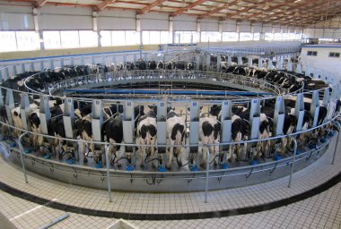 Otomatik sağma sistemi, süt endüstrisi için robotik sağma sistemi