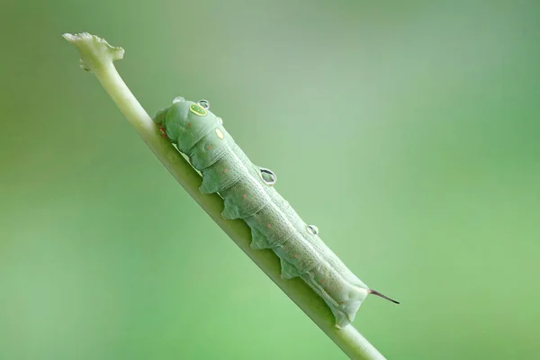 Chenille Gros Yeux Chenille Avec Gouttes Pluie Sur Corps Focus — Photo