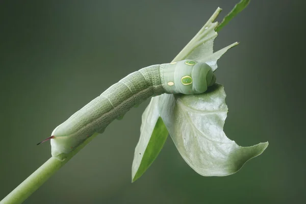 キャタピラー 大きな目の冬虫夏草は緑の葉を食べる 選択的焦点 青緑色の背景 — ストック写真