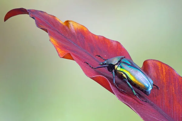 Escarabajos Escarabajo Flor Dorada Rhomborhina Resplenders Hoja Helecho Enfoque Selectivo —  Fotos de Stock