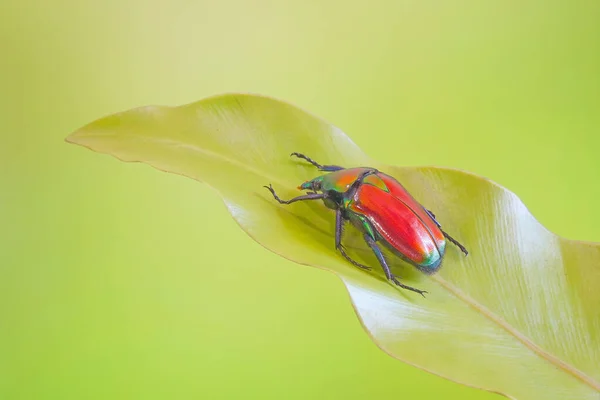 Besouros Flor Torynorrhina Flammea Escarlate Red Beetle Foco Seletivo Com — Fotografia de Stock