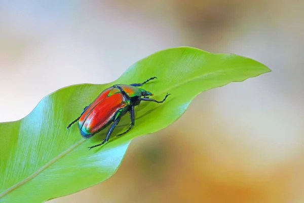 花甜菜 Torynorrhina Flammean 或红甜菜 Scarlet Red Beetle 背景模糊 复制空间模糊的选择性焦点 — 图库照片