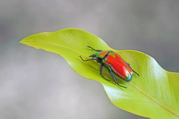 Flower Beetles Torynorrhina Flammea Scarlet Red Beetle Enfoque Selectivo Con — Foto de Stock