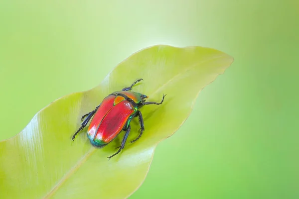 Blomskalbaggar Torynorrhina Flammea Eller Scharlakansröda Skalbaggar Selektivt Fokus Med Suddig — Stockfoto