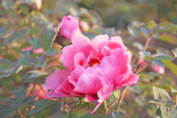 Flor Peonía Rosa Con Fondo Naturaleza Borrosa Enfoque Selectivo Espacio — Foto de Stock