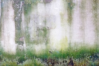 Yosun, küf ve yosun ile yıpranmış duvar arkaplanı ve dokusu