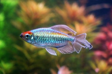 Congo tetra fish (Phenacogrammus interruptus) is a species of fish in the African tetra family, found in the central Congo River Basin in Africa. Famous aquarium ornamental fish. clipart