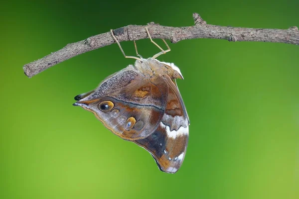 Papillon Feuille Automne Doleschallia Bisaltide Est Également Connu Sous Nom — Photo