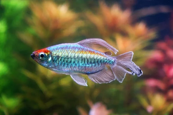 刚果四头鱼 Congo Tetra Fish 缩写为Phenacogrammus Interruptus 是一种生活在非洲中部刚果河流域的非洲四头鱼 著名的水族馆观赏鱼 — 图库照片