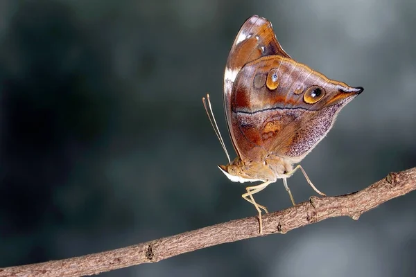 Autumn Leaf Butterfly Boleschallia Bisaltide Είναι Επίσης Γνωστή Πεταλούδα Φυλλώματος — Φωτογραφία Αρχείου