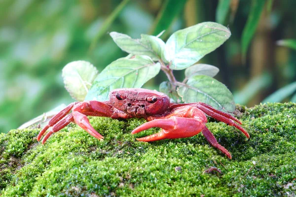 Wasserfallkrabbe Oder Rote Landkrabbe Phricotelphusa Limula Tropischen Regenwald Der Insel — Stockfoto