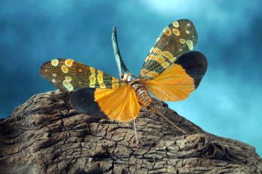 Fener böceği (Fulgora nigrirostris), fener sineği veya Fulgorid böceği, planthopper. Güzel böcek, bulanık arkaplan ile seçici odak.
