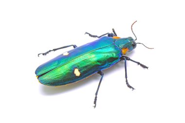 Jewel Beetle (Chrysochroa bicolor), Buprestidae familyasından Güneydoğu Asya 'da yaşayan bir böcek türü. Beyaz arkaplanda izole.