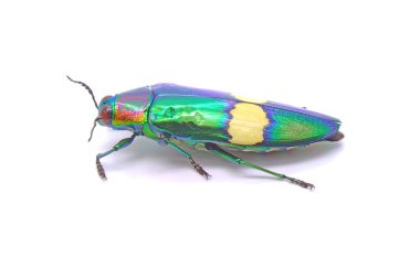 Böcek (chrysochroa suandersii) beyaz arka planda izole edilmiştir. Metalik tahta-sıkıcı böcek, Buprestidae familyasından Güneydoğu Asya 'da yaşayan bir böcek türü..