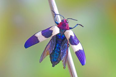 Banded Jewel Beetle (Chrysochroa buqueti rugicollis), Buprestidae familyasından Güneydoğu Asya 'da yaşayan bir böcek türü.