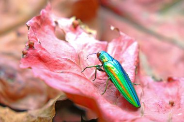 Kırmızı sonbahar yaprakları üzerinde mücevher böceği (chrysochroa fulgidissima) veya metal tahta-sıkıcı böcek. Seçici odak, bulanık sonbahar arkaplanı ve kopyalama alanı