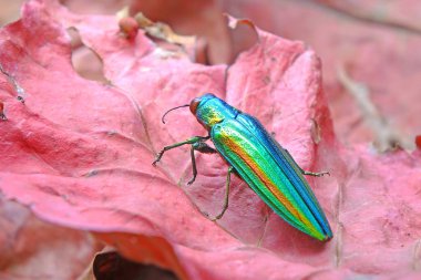 Kırmızı sonbahar yaprakları üzerinde mücevher böceği (chrysochroa fulgidissima) veya metal tahta-sıkıcı böcek. Seçici odak, bulanık sonbahar arkaplanı ve kopyalama alanı