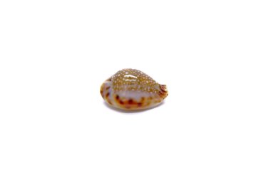 Beyaz arka planda Cowrie kabuğu (Erosaria lamarckii redimita) izole edilmiştir. Deniz kabuğu