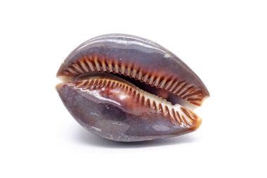 Cowrie kabuğu beyaz arkaplanda izole edildi. Deniz kabuğu