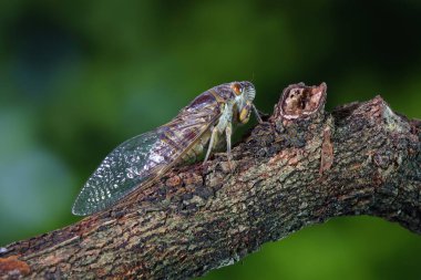 Tropikal ormanda ağustos böceği. Yaz mevsiminde ağustos böceği