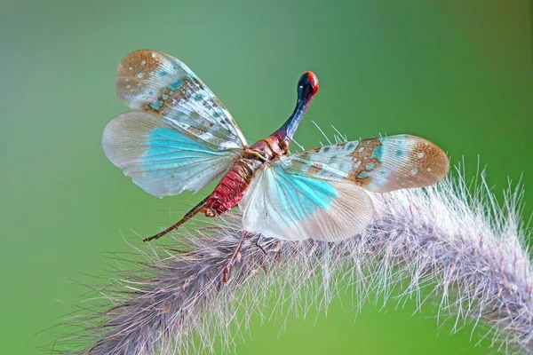 青いランタン虫 Pyrops Clavata Mizunumai ランタンフライまたはフルゴイド虫 プランツパー 背景のぼやけた選択的フォーカスとコピースペース — ストック写真