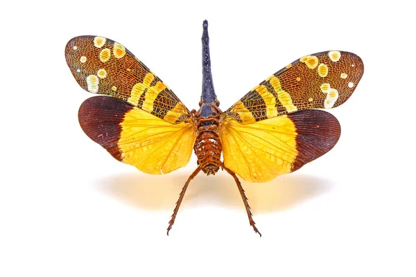 Lyktan Bugg Fulgora Nigrirostris Lanternfly Eller Fulgorid Bugg Planthopper Golden — Stockfoto