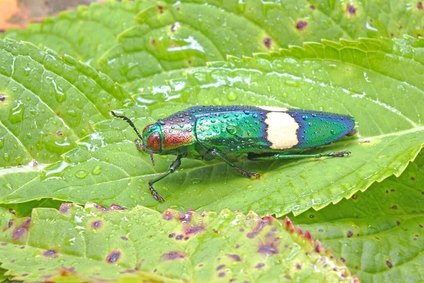 Jewel Beetle(Chrysochroa suandersii) or Metallic wood-boring beetle, is a Southeast Asian species of beetle in Buprestidae family. Jewel beetle with rain drop on green leaves