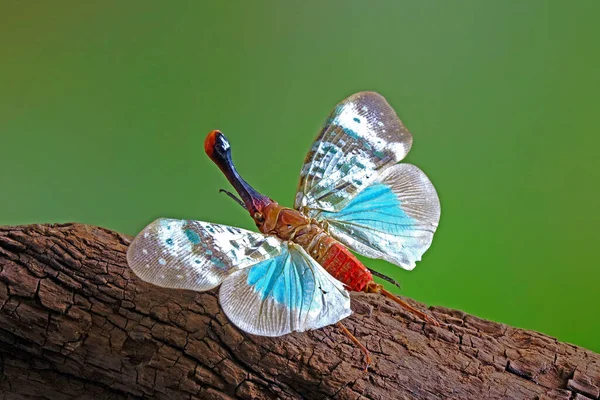 蓝灯虫 Pyrops Clavata Mizunumai 长虫或毛线虫 背景模糊 复制空间模糊的选择性焦点 — 图库照片