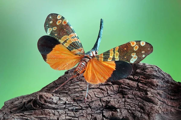 Štěnice Lucerna Fulgora Nigrirostris Lucerna Nebo Fulgorid Bug Planthopper Krásný — Stock fotografie