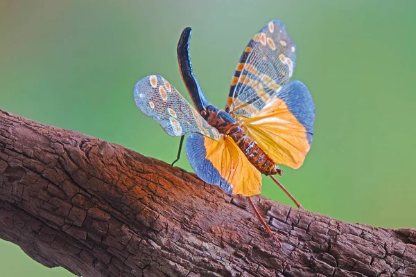ランタンバグ Fulgora Nigrirostris ランタンフライまたはフルゴイドバグ プランタンパー 美しい昆虫 ぼやけた背景を持つ選択的な焦点 — ストック写真