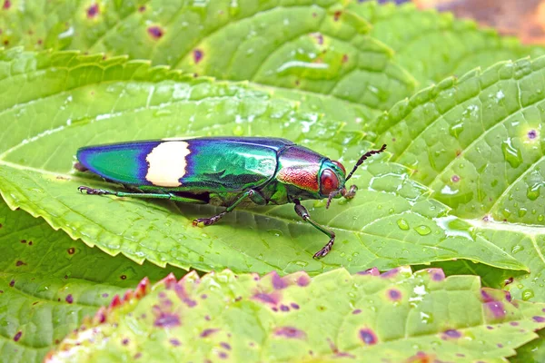 Chrysochroa Suandersii Una Especie Coleóptero Familia Buprestidae Sudeste Asiático Escarabajo — Foto de Stock