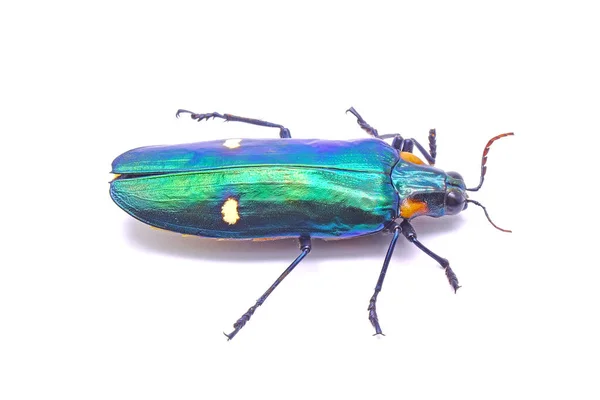 宝石甲虫 Chrysochroa Bicolor 缩写Chrysochroa Bicolor 或巨型金属木虫 Giant Metal Wood Boring — 图库照片