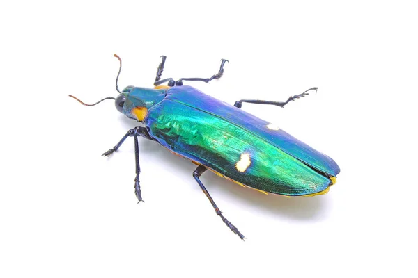 Jewel Beetle Chrysochroa Bicolor Buprestidae Familyasından Güneydoğu Asya Yaşayan Bir — Stok fotoğraf