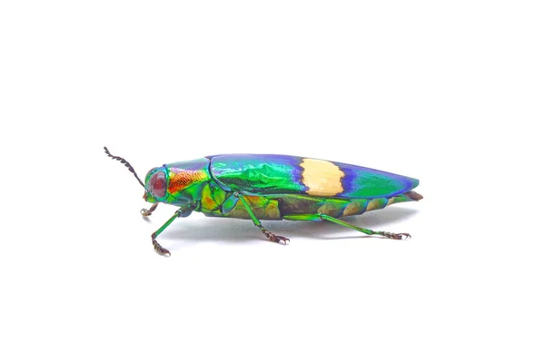 Käfer Chrysochroa Suandersii Isoliert Auf Weißem Hintergrund Metallischer Holzbohrkäfer Ist — Stockfoto